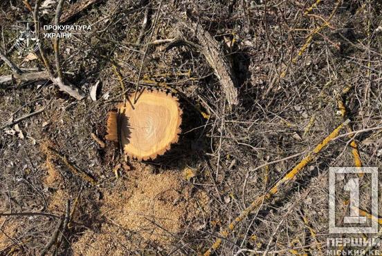 На Криворіжжі судитимуть чоловіка за вирубку дерев у «Візирці»1