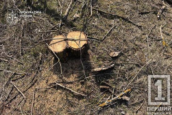 На Криворіжжі судитимуть чоловіка за вирубку дерев у «Візирці»4