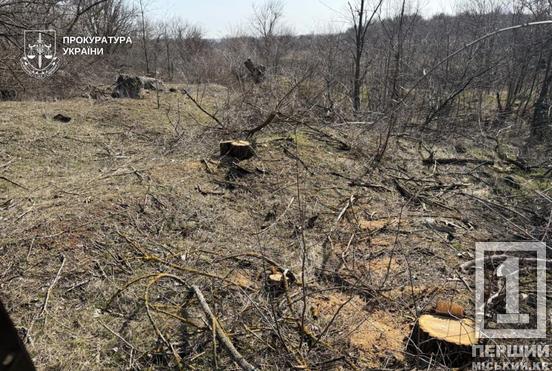 На Криворіжжі судитимуть чоловіка за вирубку дерев у «Візирці»2