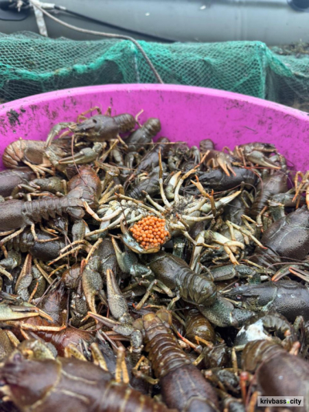 На Криворіжжі викрили незаконний вилов раків: збитки перевищили 700 тисяч гривень2