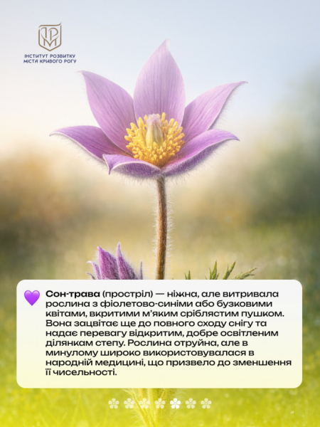 Не тільки руда: рідкісні квіти Криворіжжя, що ростуть поруч із кар’єрами4