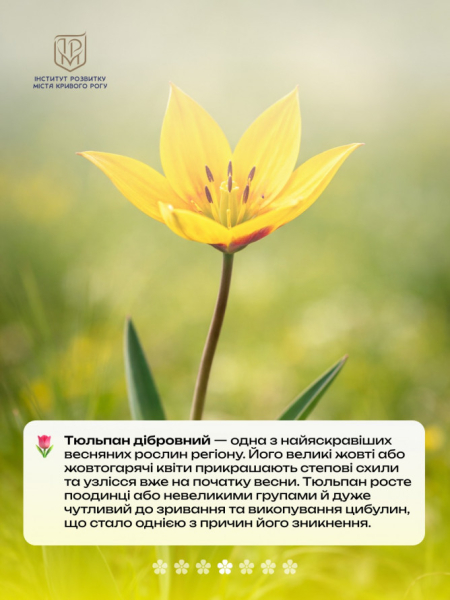 Не тільки руда: рідкісні квіти Криворіжжя, що ростуть поруч із кар’єрами3