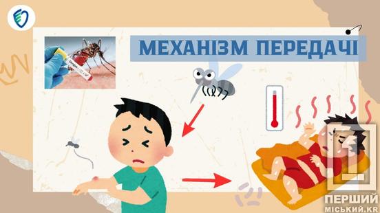 Тропічна загроза у валізі: чим небезпечна гарячка денге4