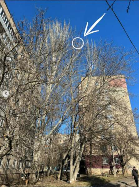 У Кривому Розі котик просидів п’ять днів на дереві1