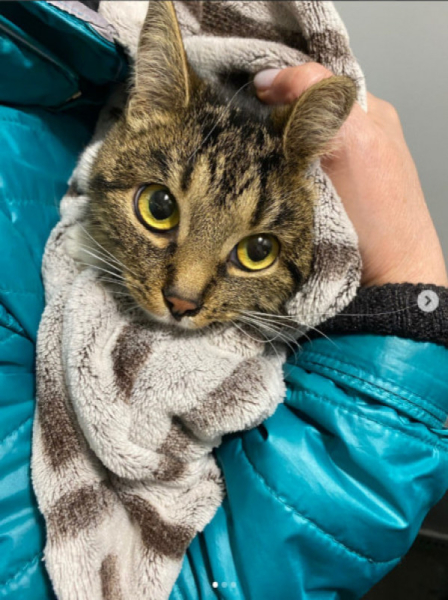 У Кривому Розі котик просидів п’ять днів на дереві0