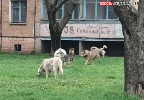 Бродячі собаки в центрі Кривого Рогу