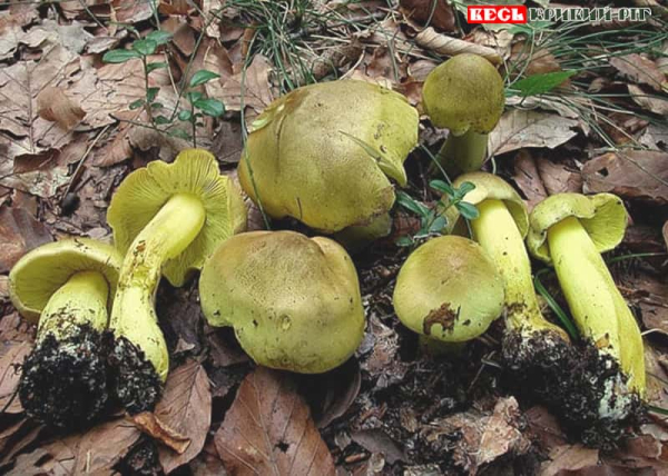 Гриби зеленушки