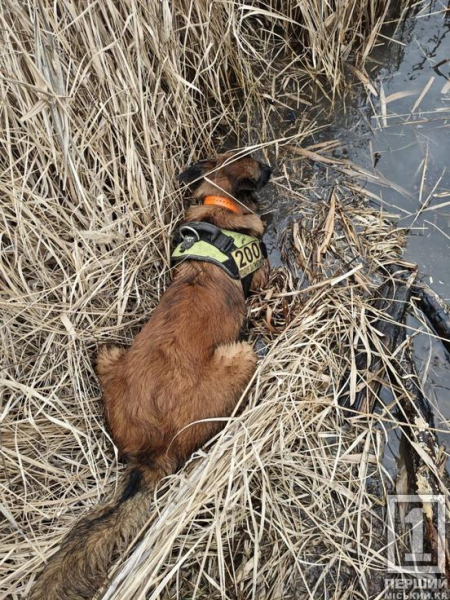 В очереті та крижаній воді: на Дніпропетровщині кінологи знайшли тіло зниклої дівчини1