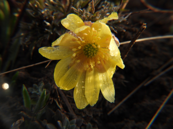 Весна не чекає: під  Кривим Рогом зацвіли рідкісні первоцвіти з Червоної книги1