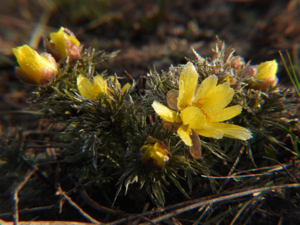 Весна не чекає: під  Кривим Рогом зацвіли рідкісні первоцвіти з Червоної книги2