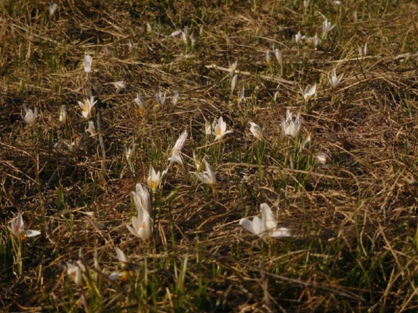 Весна не чекає: під  Кривим Рогом зацвіли рідкісні первоцвіти з Червоної книги4