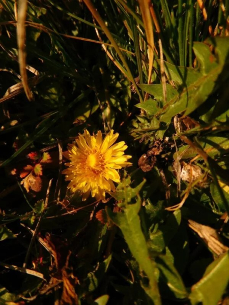 Весна не чекає: під  Кривим Рогом зацвіли рідкісні первоцвіти з Червоної книги3