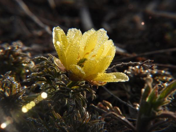 Весна не чекає: під  Кривим Рогом зацвіли рідкісні первоцвіти з Червоної книги5