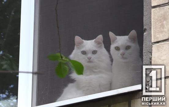 Закон на боці вашого «хвостика»: українці мають право поселятися у прихистки із чотирилапими друзями