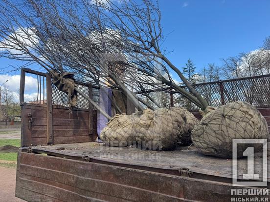 Більше затінку та яскравих барв: сквер біля шахти «Криворізька» озеленили новими деревами2