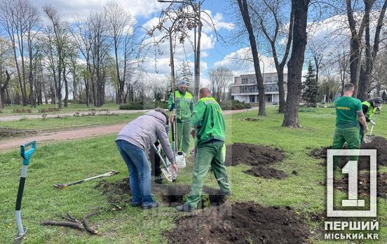 Більше затінку та яскравих барв: сквер біля шахти «Криворізька» озеленили новими деревами