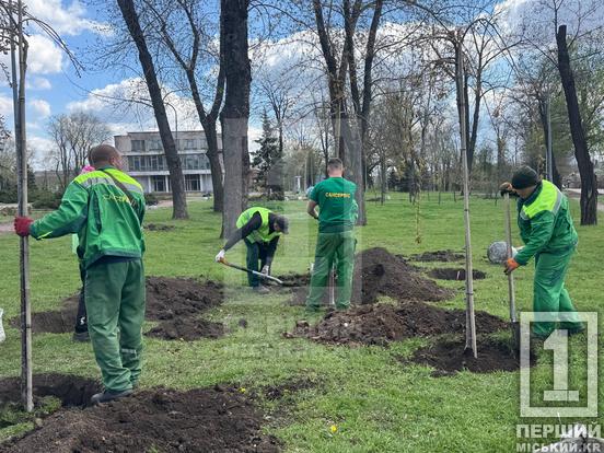Більше затінку та яскравих барв: сквер біля шахти «Криворізька» озеленили новими деревами1