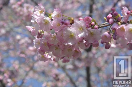 Ханамі у Кривому Розі: у ботсаду стартував сезон цвітіння сакури2