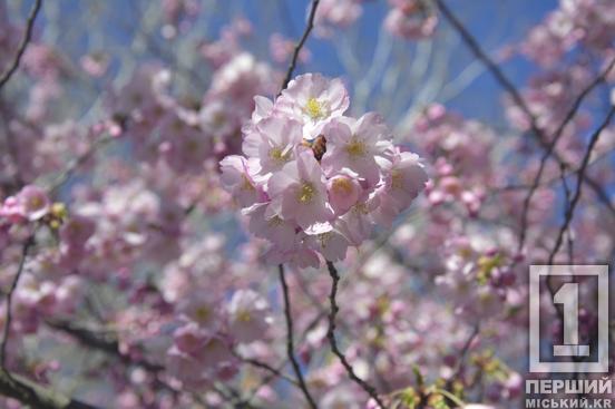 Ханамі у Кривому Розі: у ботсаду стартував сезон цвітіння сакури1