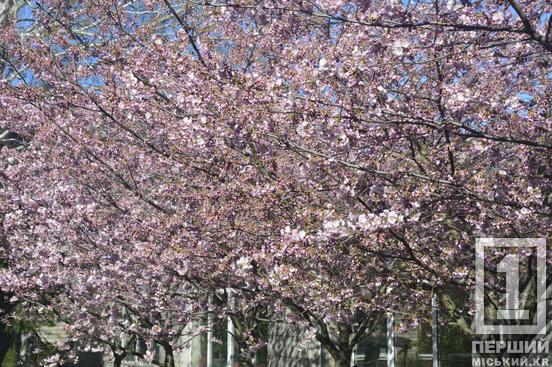 Ханамі у Кривому Розі: у ботсаду стартував сезон цвітіння сакури3