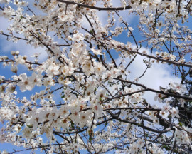 Холоди відступають: коли в Україні потеплішає