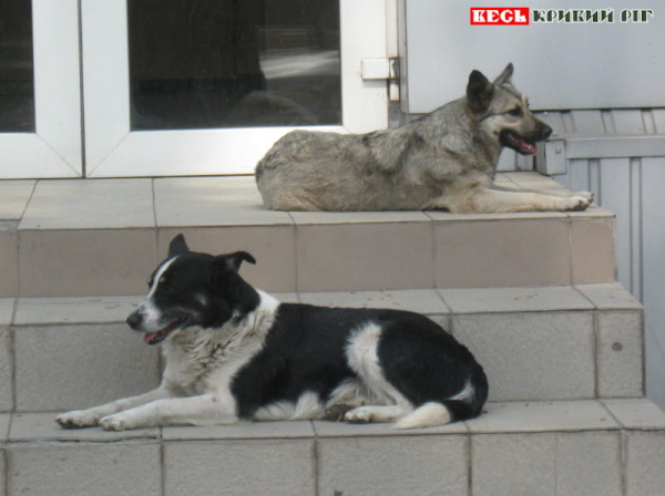 Безпритульні собаки в Кривому Розі