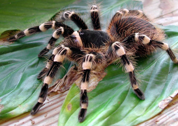 На Дніпропетровщині активізувалися отруйні павуки0