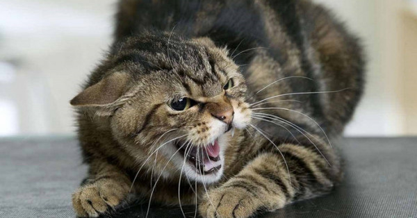 На Дніпропетровщині зафіксували випадок сказу і ввели карантин0