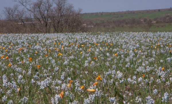На Криворіжжі розквітло поле червонокнижних гіацинтів і тюльпанів1