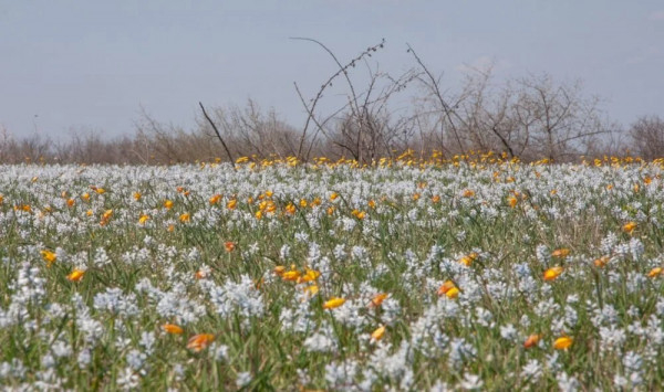На Криворіжжі розквітло поле червонокнижних гіацинтів і тюльпанів0