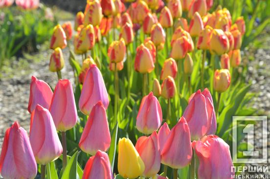 Тюльпановий рай на Даманському: у Ботанічному саду розквітли сотні весняних квітів6