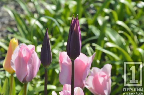 Тюльпановий рай на Даманському: у Ботанічному саду розквітли сотні весняних квітів5