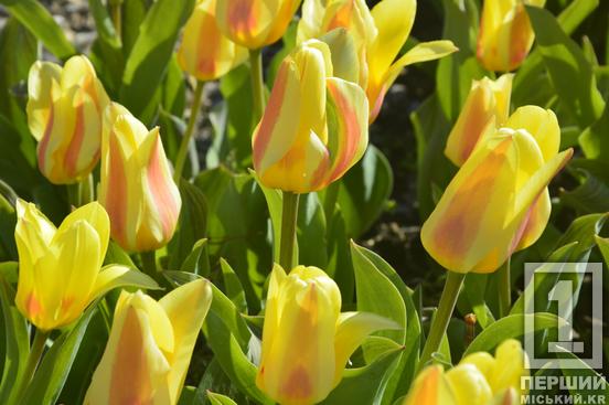 Тюльпановий рай на Даманському: у Ботанічному саду розквітли сотні весняних квітів3