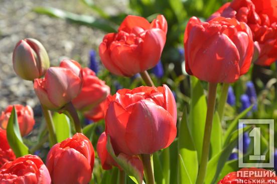 Тюльпановий рай на Даманському: у Ботанічному саду розквітли сотні весняних квітів1