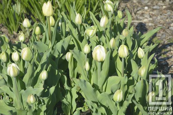 Тюльпановий рай на Даманському: у Ботанічному саду розквітли сотні весняних квітів4