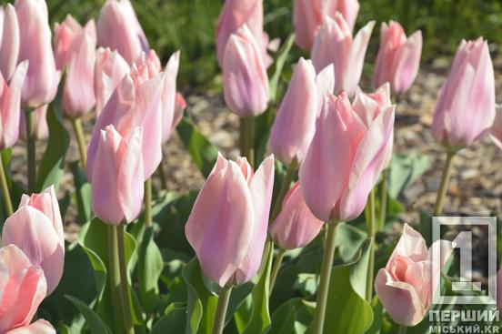 Тюльпановий рай на Даманському: у Ботанічному саду розквітли сотні весняних квітів2