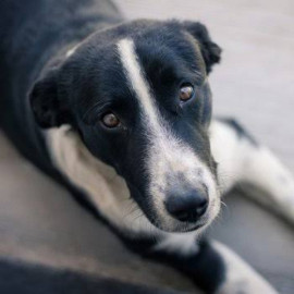 У Гостомелі охоронець супермаркету до смерті забив собаку