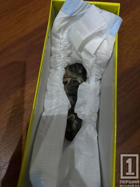 У Кривому Розі на 7-му Зарічному у сміттєвому баку знайшли новонароджених кошенят2