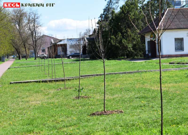 Саджанці висаджено у Софіївці в Криворізькому районі