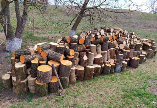 За день спиляли майже сотню дерев: жителю Дніпропетровщини повідомили про підозру в організації незаконної вирубки лісу на Кіровоградщині0