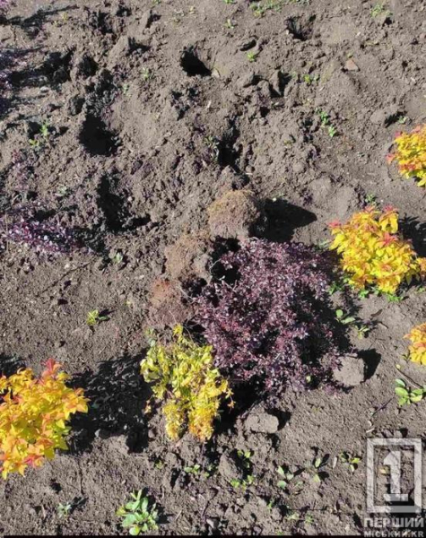 Залишили порожні лунки: на вулиці Вільної Ічкерії вандали спустошили клумби2