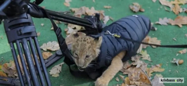 Жорстокість без покарання: у Кривому Розі активісти UAnimals вимагають вилучити тварин з кінної ферми1