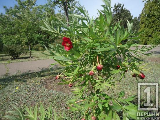Кольори та аромати весни: у Криворізькому ботанічному саду розквітли унікальні півонії