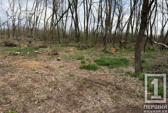 Нищили ліс пів року: на Дніпропетровщині затримали банду «чорних лісорубів»2