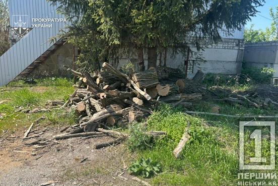 Нищили ліс пів року: на Дніпропетровщині затримали банду «чорних лісорубів»3