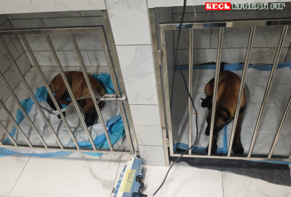 Цуценята бельгійської вівчарки в вольєрах в Криворізькому районі