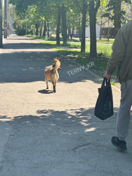 У Кривому Розі на мікрорайоні Даманський безпритульний собака покусав дівчину0