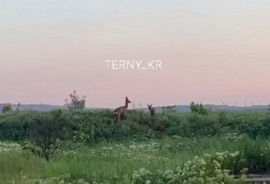 У Кривому Розі в районі Тернів помітили косуль на дорозі: водіїв закликають бути уважними