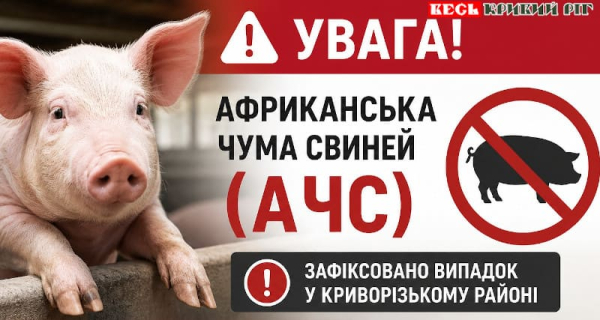 Африканську чуму свиней виявлено в Криворізькому районі