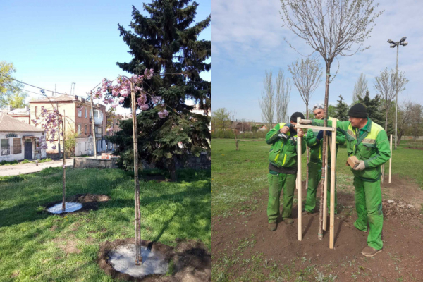 Весняне оновлення Кривого Рогу: сакури, клени та плакучі берези прикрасили місто3